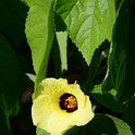 Hibiscus ludwigii